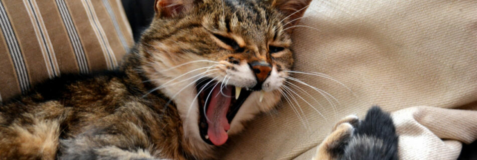 actualités 2016 Esther Jules Chat