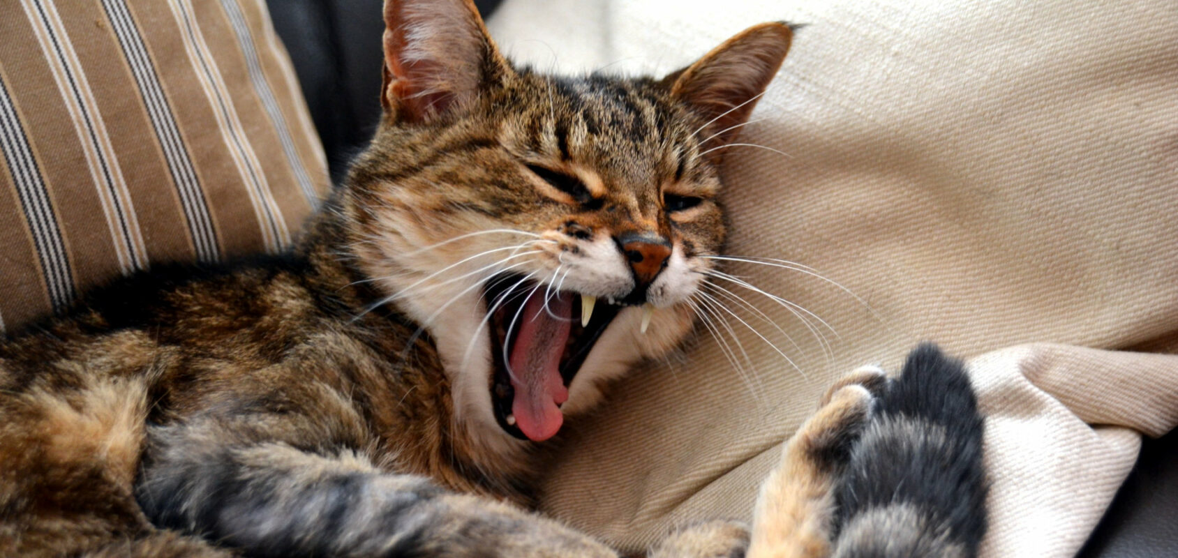 actualités 2016 Esther Jules Chat