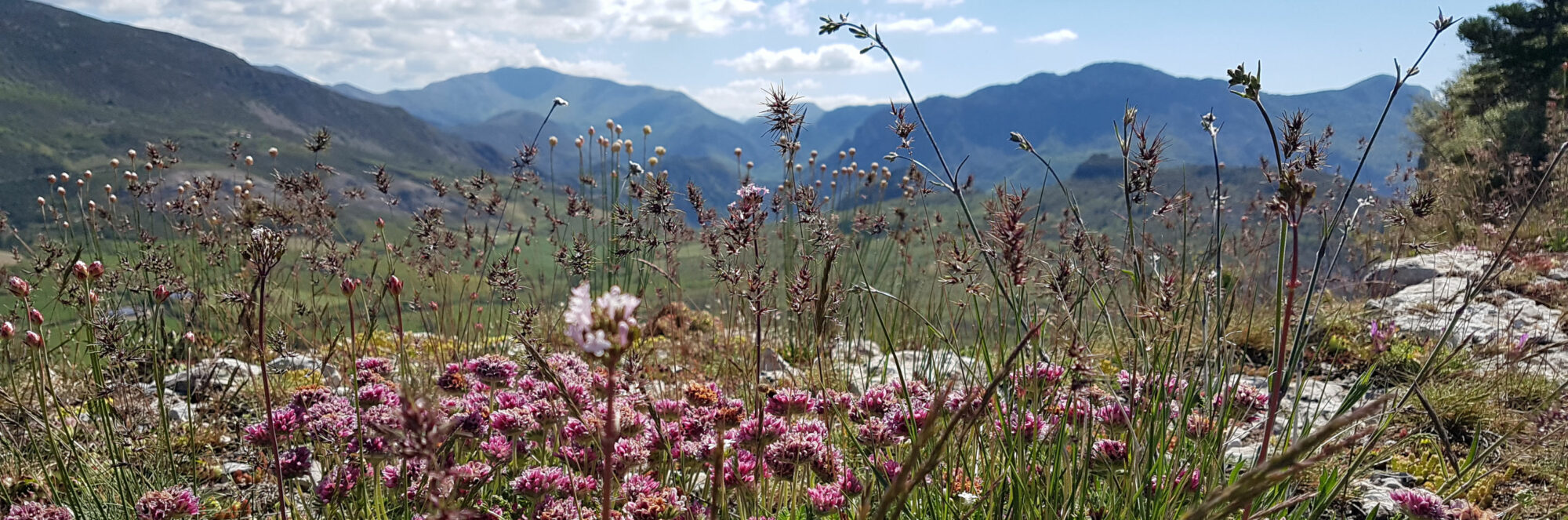 Fleurs sur le Pas de la Vache