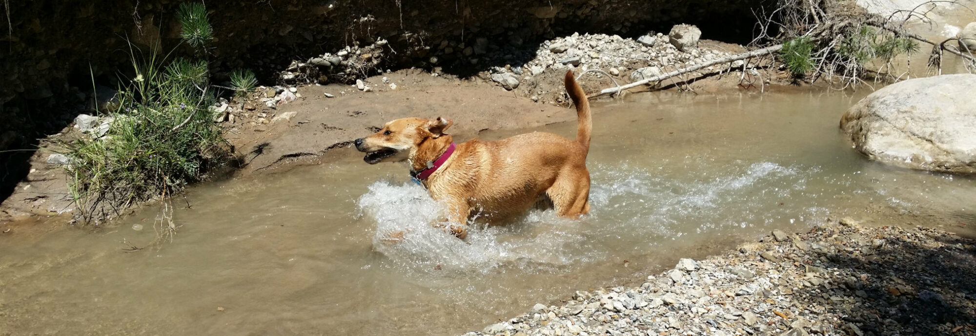 actualités 2017 Esther Jules Chien qui joue dans l'eau