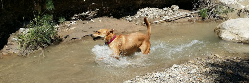 actualités 2017 Esther Jules Chien qui joue dans l'eau