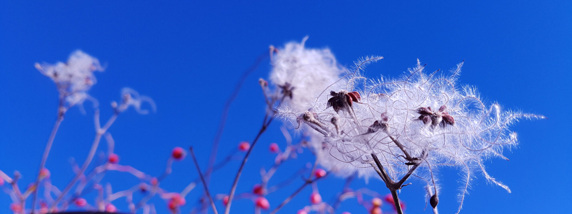 actualités 2023 Esther Jules - Fleur de buisson