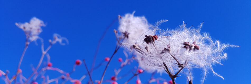 actualités 2023 Esther Jules - Fleur de buisson